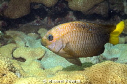 Yellowtail Damselfish on the Ledge of Turtles off the bea... by Michael Kovach 